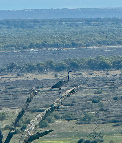 iNaturalist image