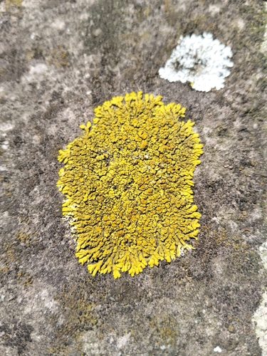 Mexican Yolk Lichen
