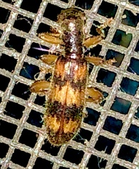 Cymatodera undulata