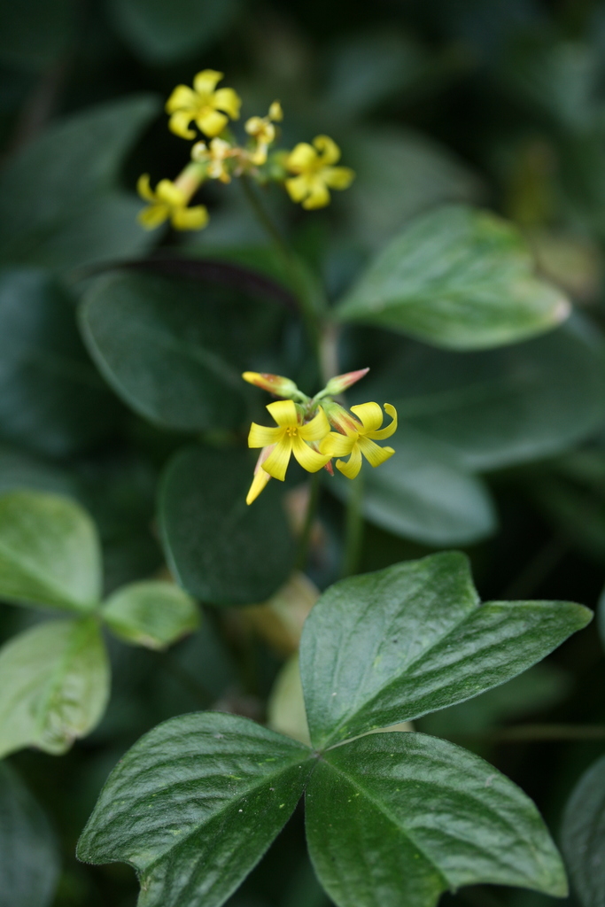 Peruvian shamrock