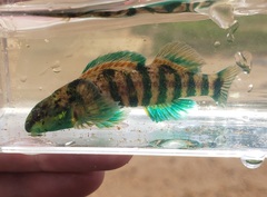 Etheostoma lynceum