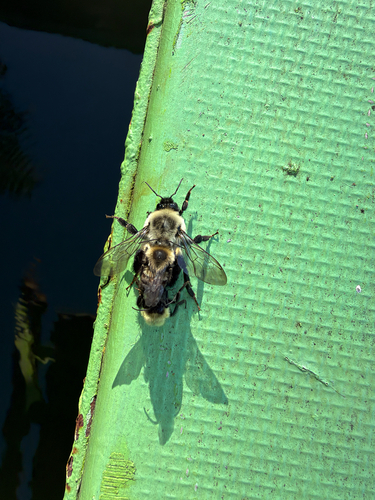 Common Eastern Bumble Bee