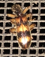 Cymatodera undulata