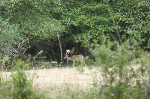 European Fallow Deer