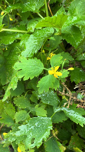Greater celandine