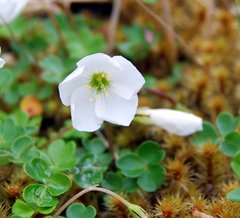 Snowdrop Woodsorrel - Photo (c) Natalie Tapson, some rights reserved (CC BY-NC-SA)