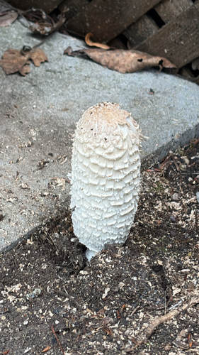 Shaggy Mane