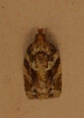 Argyrotaenia ivana