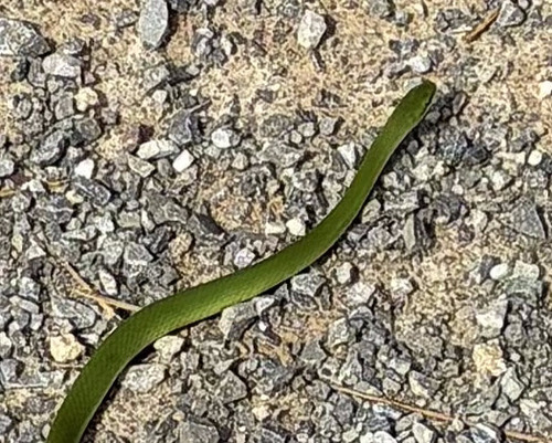 Smooth Greensnake