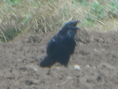 Common Raven