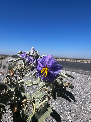 silverleaf nightshade