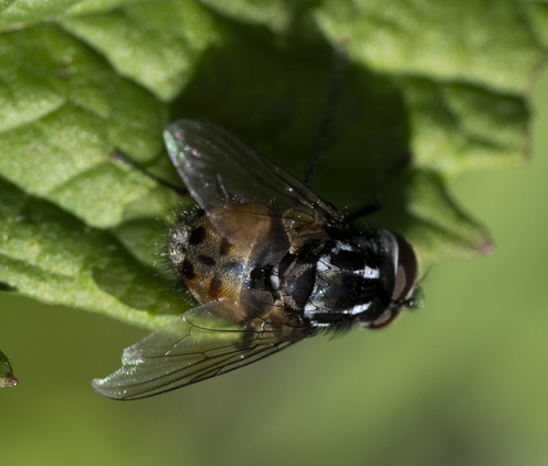 Graphomya maculata