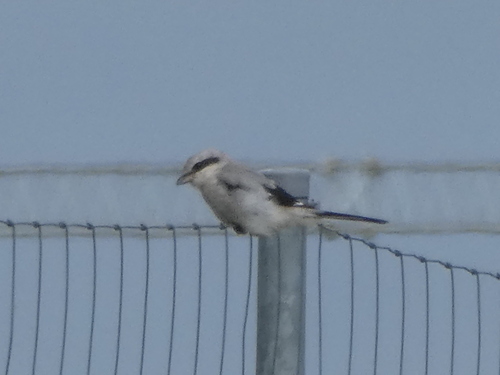 Great Gray Shrike