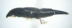 Conotelus obscurus