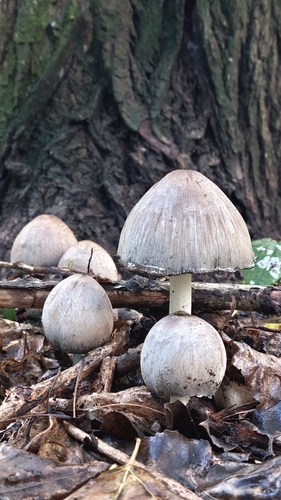 Наблюдение на iNaturalist