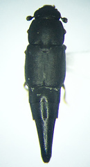Conotelus obscurus