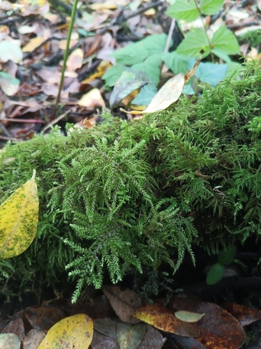 Fox-tail Feather-moss