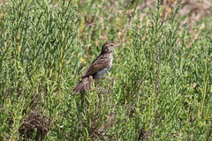 Passerculus sandwichensis beldingi