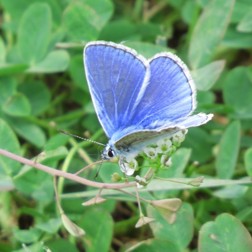 Common Blue