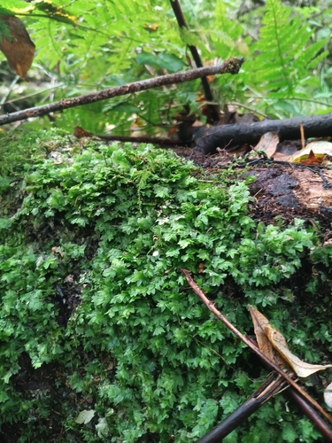 Shining Hookeria