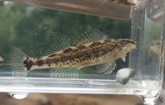 Etheostoma lynceum