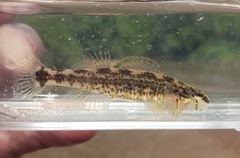 Etheostoma lynceum