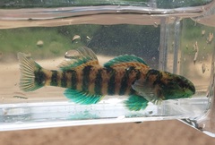 Etheostoma lynceum