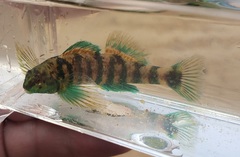 Etheostoma lynceum