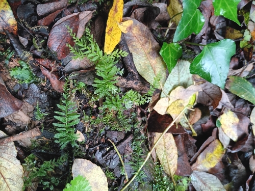 Palm-tree Moss