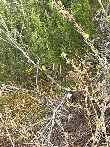 iNaturalist observation photo of Lesser Goldfinch