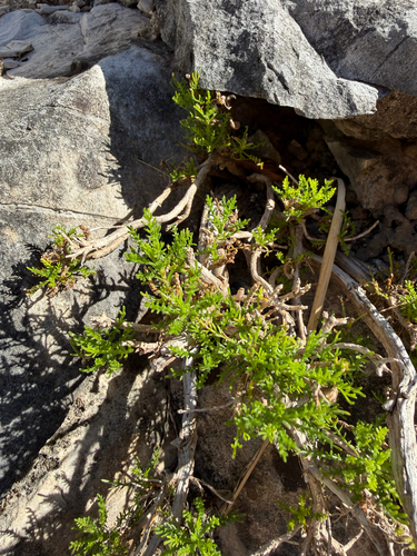 Apuan mountain lavender-cotton