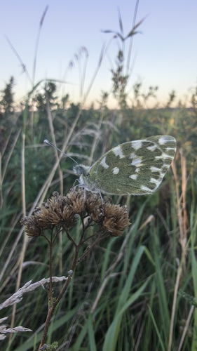 Eastern Bath White
