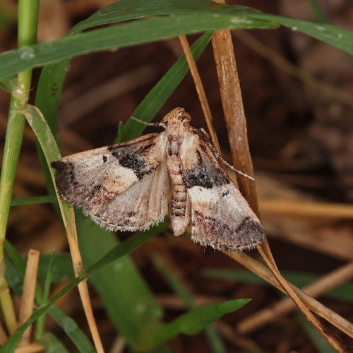 Toripalpus breviornatalis