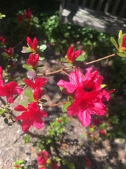 Rhododendron simsii
