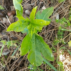 Passiflora incarnata