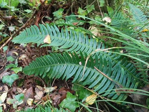 deer fern