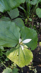 Trillium albidum