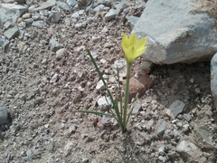 Zephyranthes longifolia
