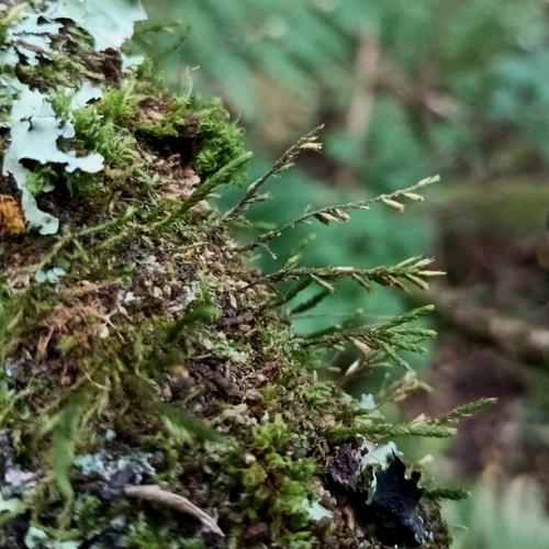 Lateral Cryphaea