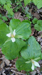 Trillium albidum
