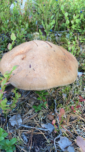 Velvet Bolete