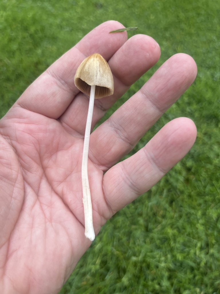 milky conecap · September 2026 · photo: Photo: (c) Sheila Furlong, some rights reserved (CC BY-SA) · iNaturalist