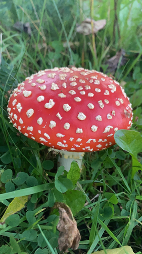 Fly Agaric