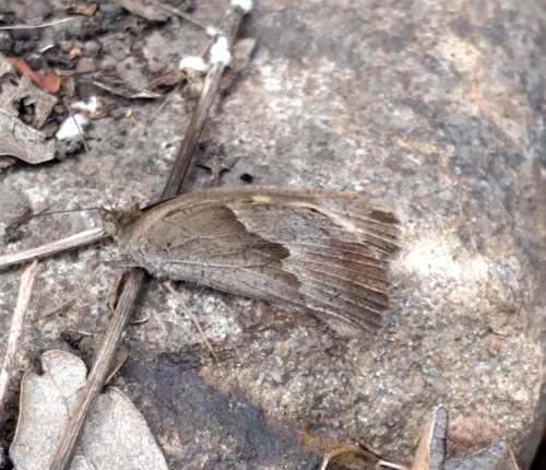 Meadow Brown