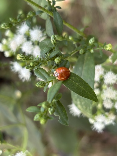 Asian Lady Beetle