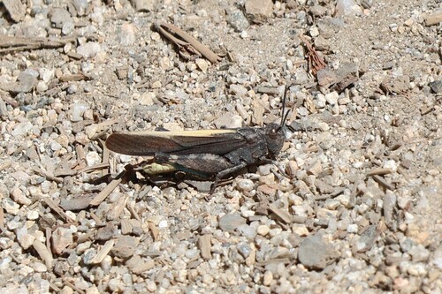 iNaturalist observation photo of Bandwing Grasshoppers