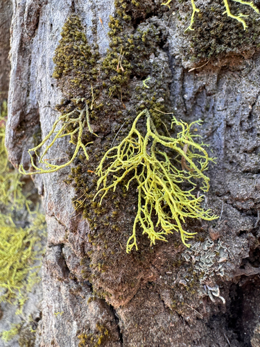 iNaturalist observation photo of wolf lichen
