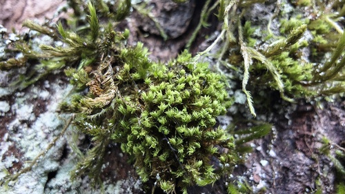 Zygodon viridissimus observed 2026-09-06