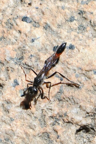 iNaturalist observation photo of Thread-waisted Sand Wasps