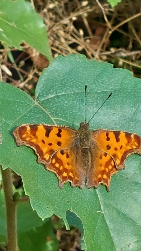 European Comma